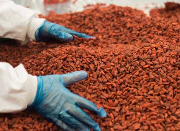 person holding grains on table